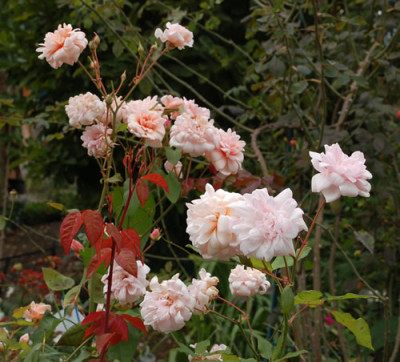 Perle_dOr_0010__8609.jpg