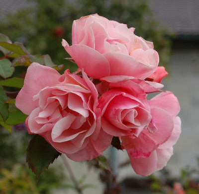 Clair_Matin_0010__8566.jpg