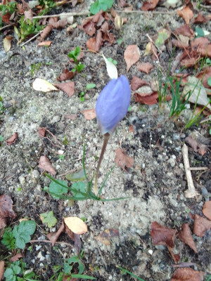 Crocus speciosus