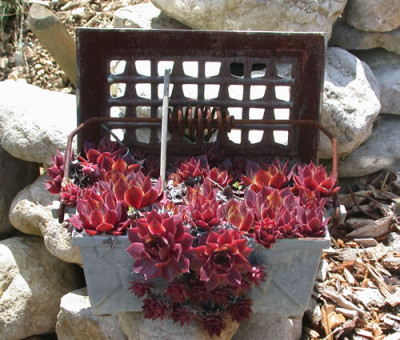 R_9145_Sedum_in_Kohleofeli_.jpg