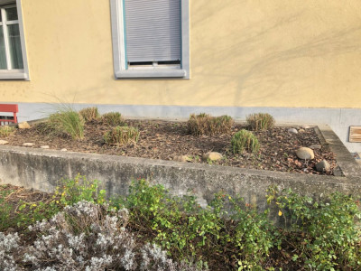 Glatze_Miscanthus.jpeg