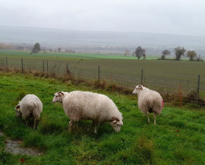 IMG-20241113-WA0025.jpeg