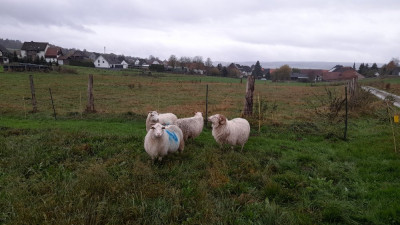 IMG-20241113-WA0032.jpeg