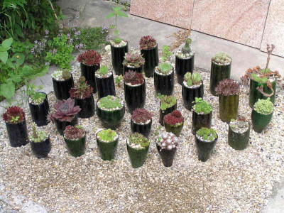 sedum_jpg.jpg