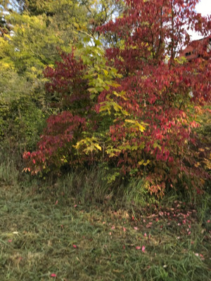 IMG_7058.jpeg