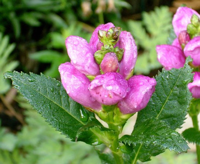 chelone_obliqua_2008-08-25_287_k.jpg