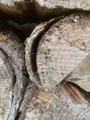Blüte