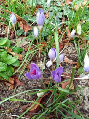 Crocus speciosus / WHZ 6b