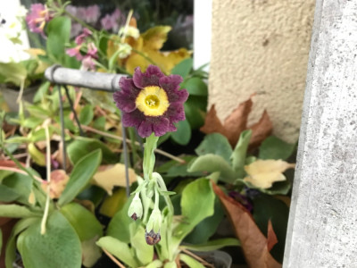 IMG_1963.jpeg