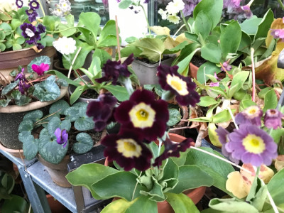 IMG_1962.jpeg
