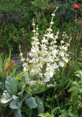 Salvia_argentea___06.jpg