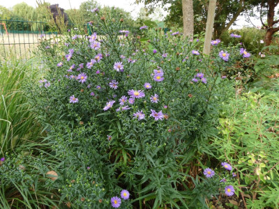 Aster Augustfreude ganz.JPG