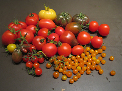 tomatenerente_23_09_08.jpg