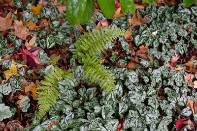 Cyclamen-mit-Poly-Nov1724_023.jpg