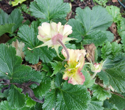 Geum