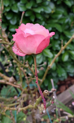 Rose Nostalgia