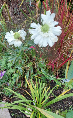 Scabiosa