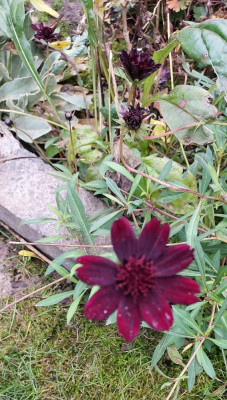 Schokoladenblume?