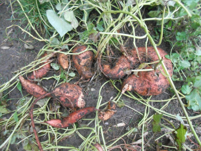 DSCN8070.JPG