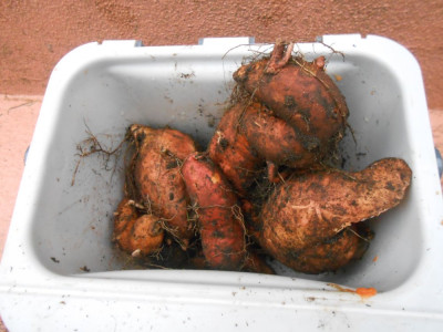 DSCN8071.JPG