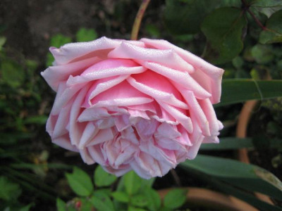 IMG_4075_Small.JPG