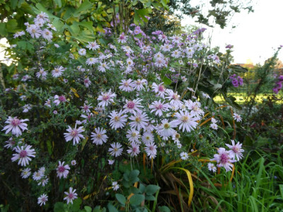 Coombe Fishacre.JPG