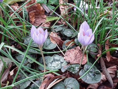 Crocus speciosus