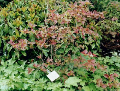 Rhododendron_reticulatum_BGTubingen05.03.jpg