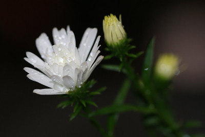 chrysantheme.jpg