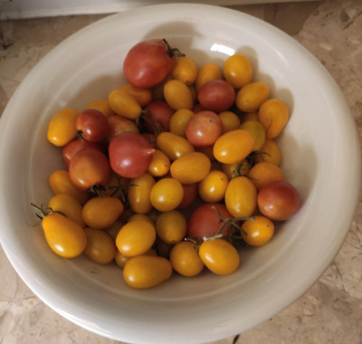 Tomaten_Nov2024.jpg