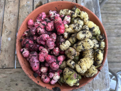 oca.jpg