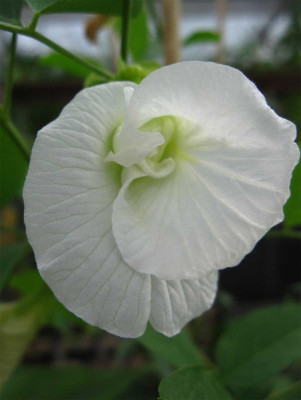 Clitoria-alba.jpg
