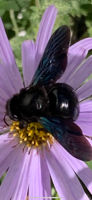 96E47AA6-FCCA-4E5E-8232-16C86FDCDC6F.png