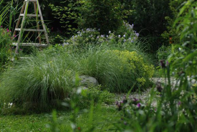 eragrostis_anfang_juni.jpg
