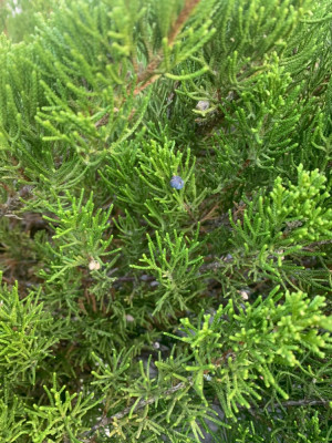Juniperus sabina ?