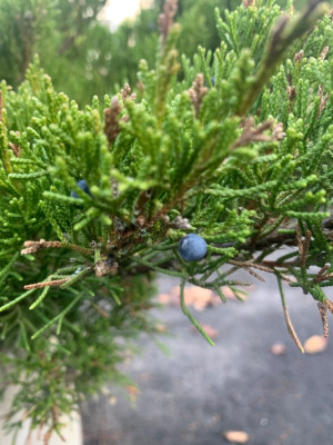 Juniperus sabina ?