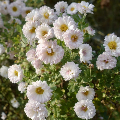 DSC02248-2.jpg