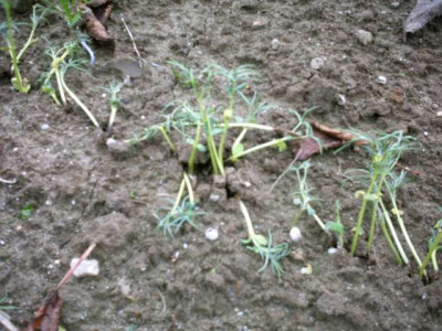 IMAG0025.jpg