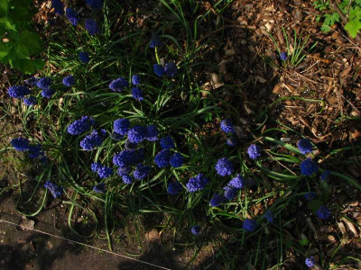 106muscari.jpg