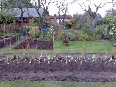 106_irisbeet_102007.jpg