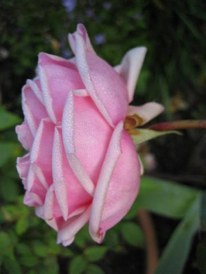 IMG_4078_Small.JPG