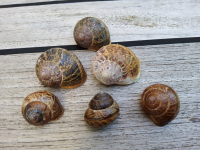 gefleckte Weinberg-&Schnirkelschnecken.jpg