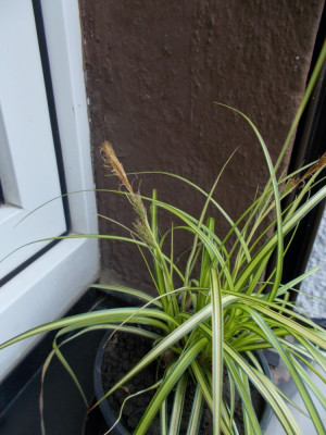 DSCN6009_Einpflanzung.jpg