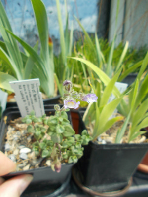 DSCN6130_FloraMontana1.jpg