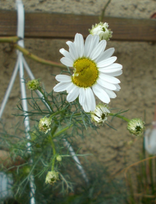 DSCN6421_FloraMontana2c.jpg