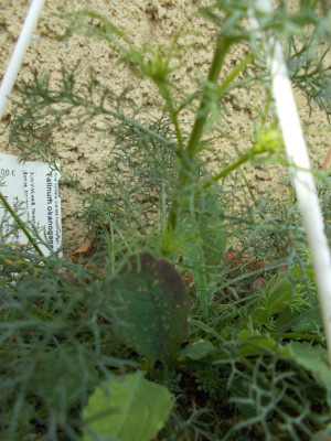 DSCN6420_FloraMontana2b.jpg