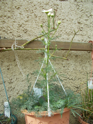 DSCN6419_FloraMontana2a.jpg