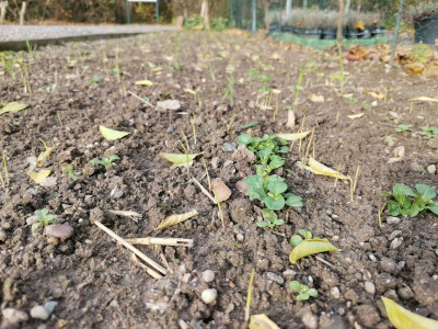 Winterdurum Beet 20241124.jpeg