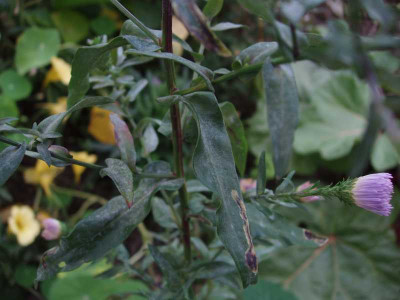 aster_106_2.jpg