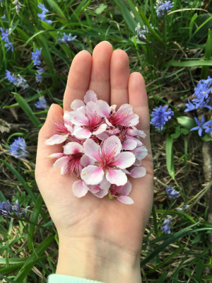Mandelblüten auf Hand.JPG